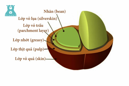 Tìm hiểu về cấu tạo và thành phần quả cà phê